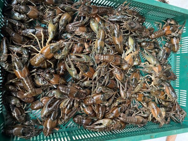 Grote aantallen rivierkreeft is geen probleem voor de specialist CrawFish Farm Holland