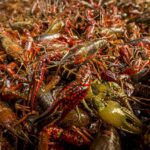 Nederlandse rivierkreeft gekookt en ingevroren verpakt volgens Europese regelgeving alleen bij CrawFish Farm Holland