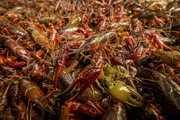 Nederlandse rivierkreeft gekookt en ingevroren verpakt volgens Europese regelgeving alleen bij CrawFish Farm Holland