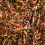 Nederlandse rivierkreeft gekookt en ingevroren verpakt volgens Europese regelgeving alleen bij CrawFish Farm Holland B.V.