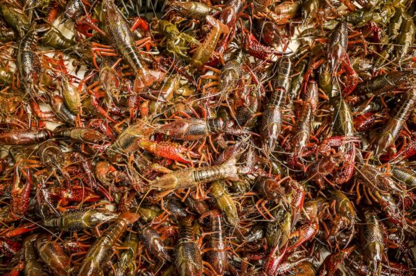 Nederlandse rivierkreeft gekookt en ingevroren verpakt volgens Europese regelgeving alleen bij CrawFish Farm Holland B.V.